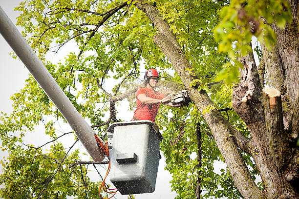 How Our Tree Care Process Works  in  Everett, PA